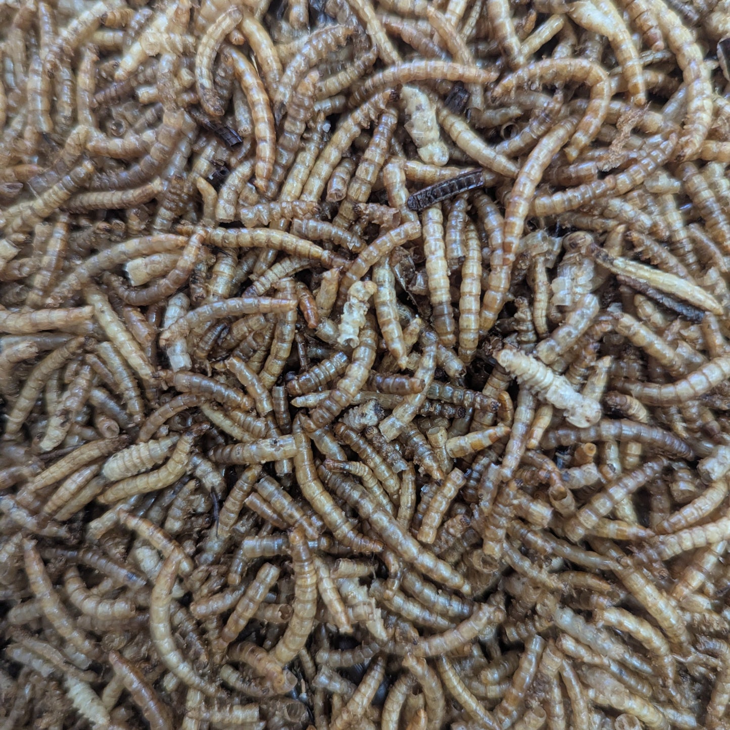 Dried Mealworms 100g