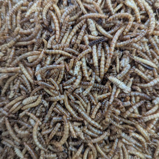 Dried Mealworms 100g