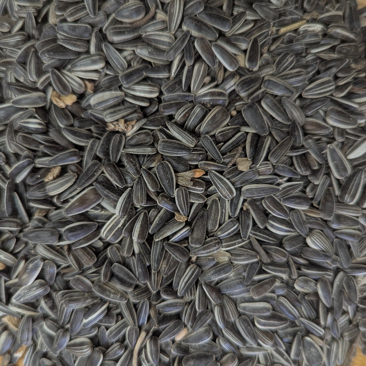 Sunflower Seeds 1kg