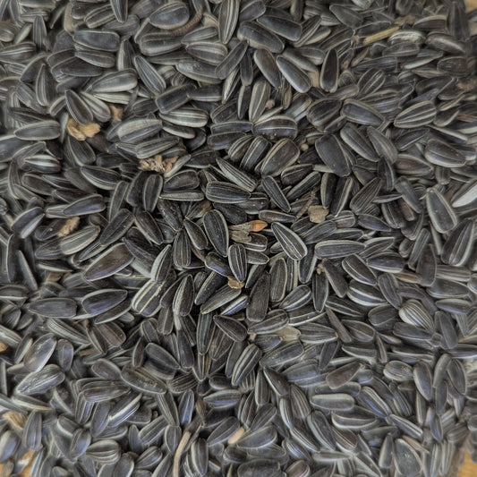 Sunflower Seeds 1kg