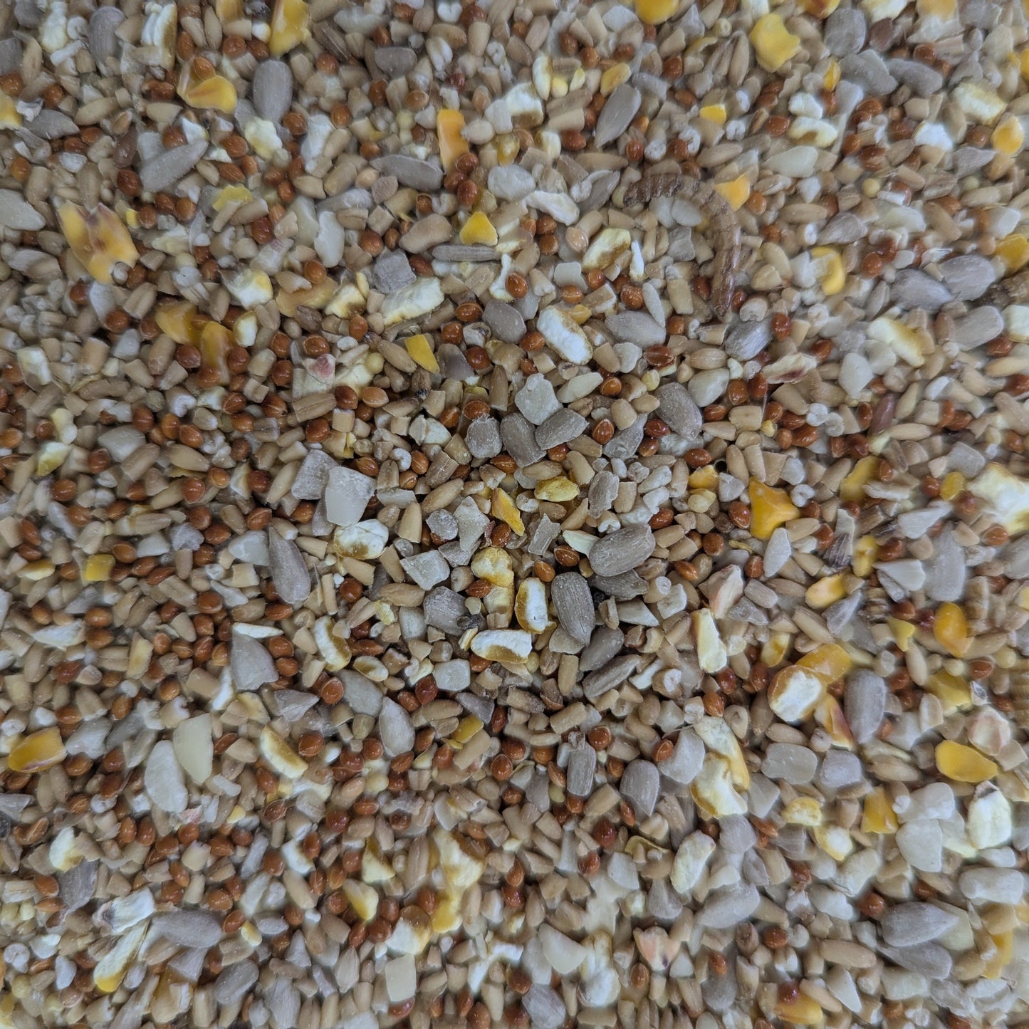 Robin & Songbird 1kg