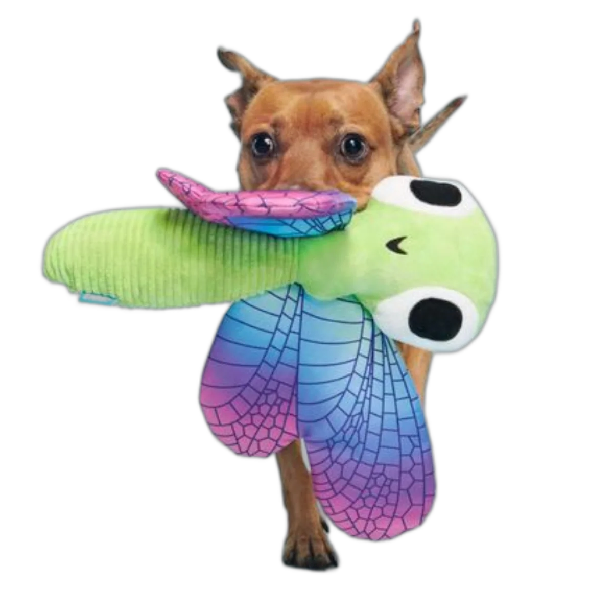 BARK Dragonfly Guy