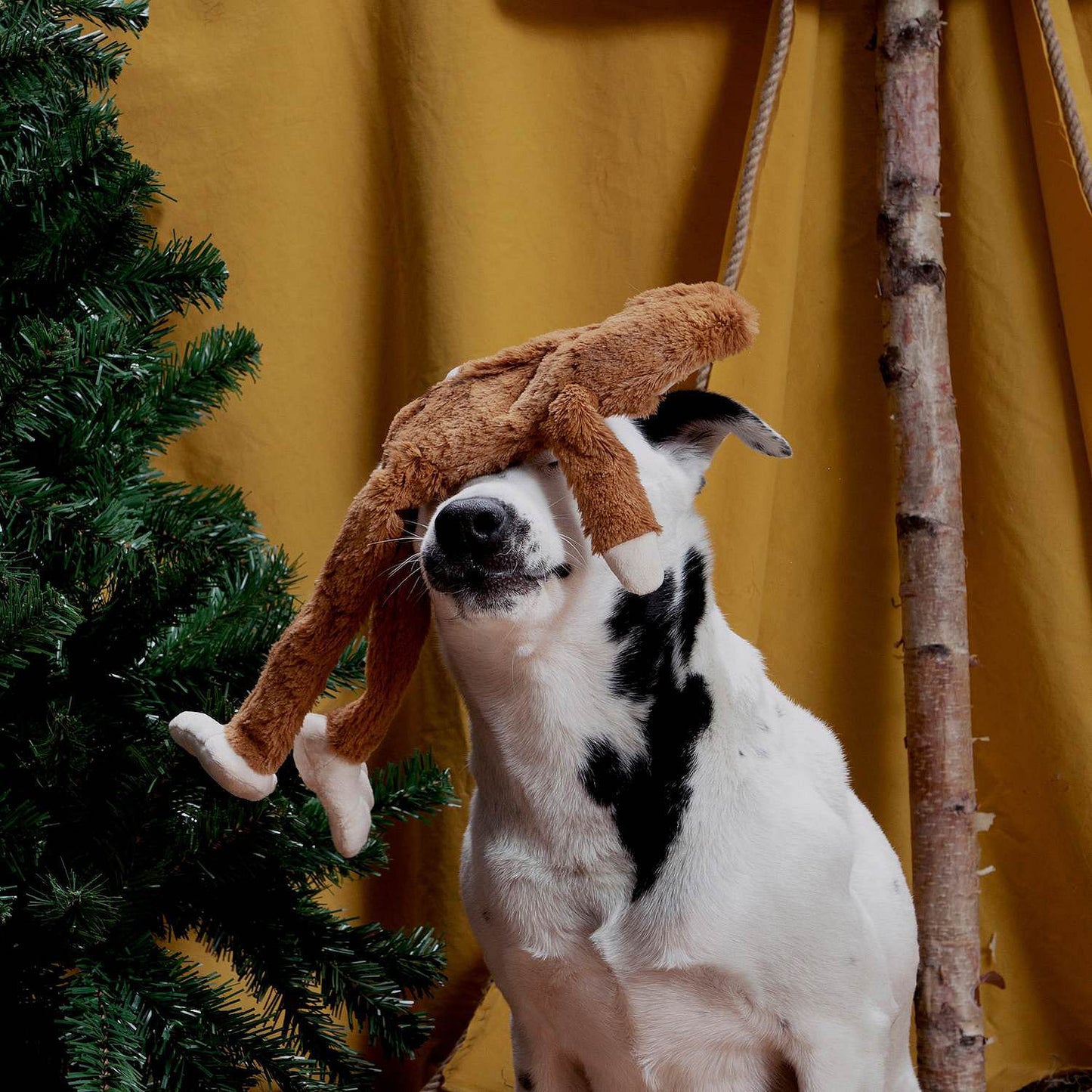 BARK Hairy Henderson