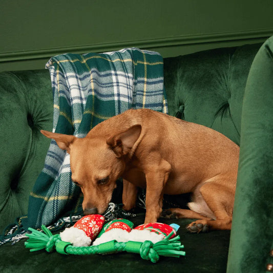 BARK Christmas Stocking Tugger