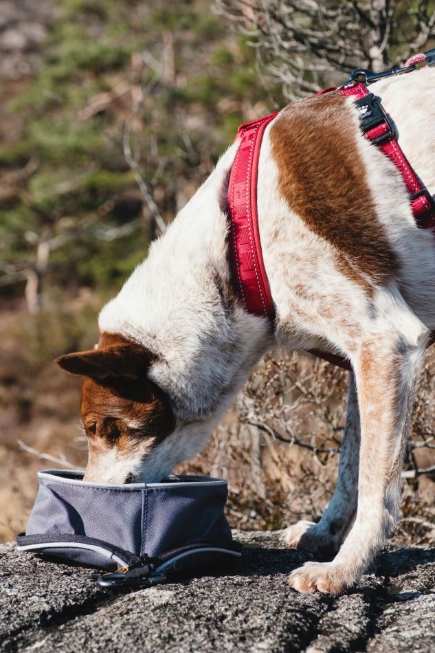 Hurtta Outdoors Y-Harness Cherry