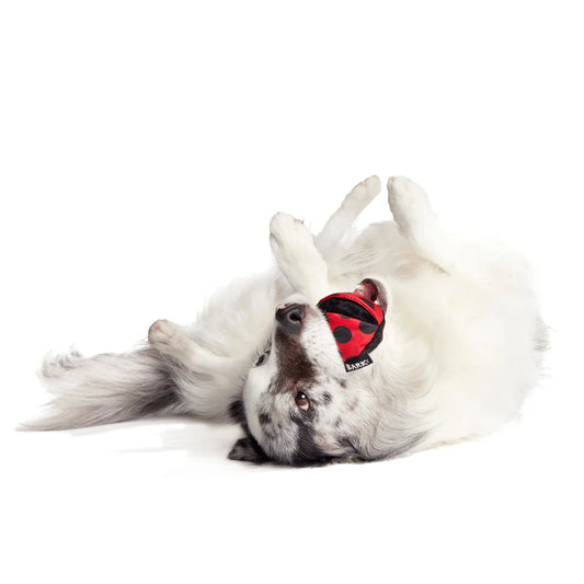 BARK Lady Bugsy