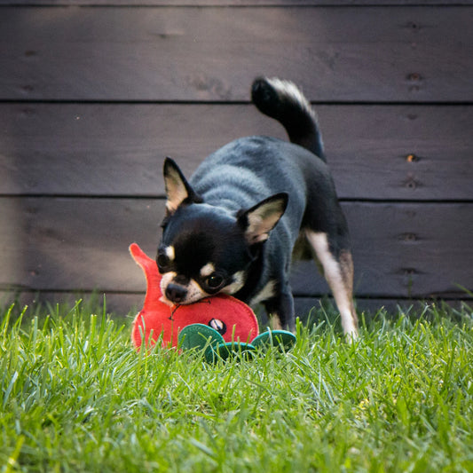 Green & Wild's Terry the Turnip
