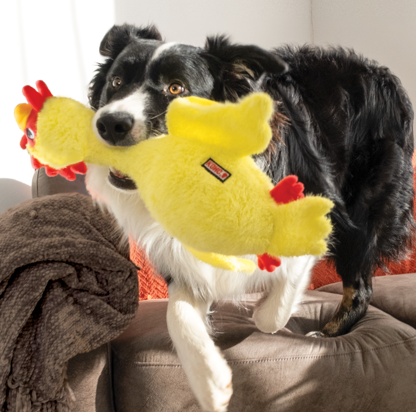 KONG Scruffs