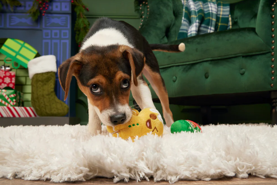 Bark Xmas Ginger Boy Brew