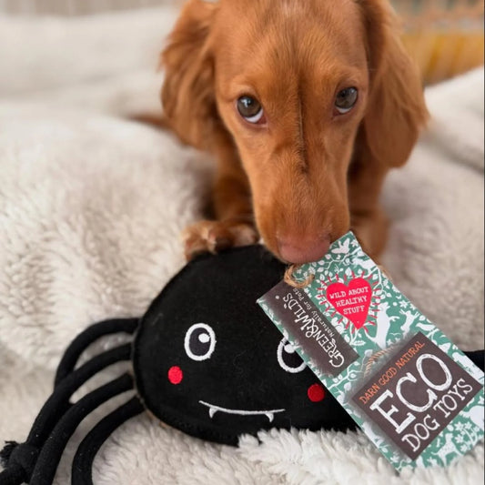 Green & Wilds Fangus Spider