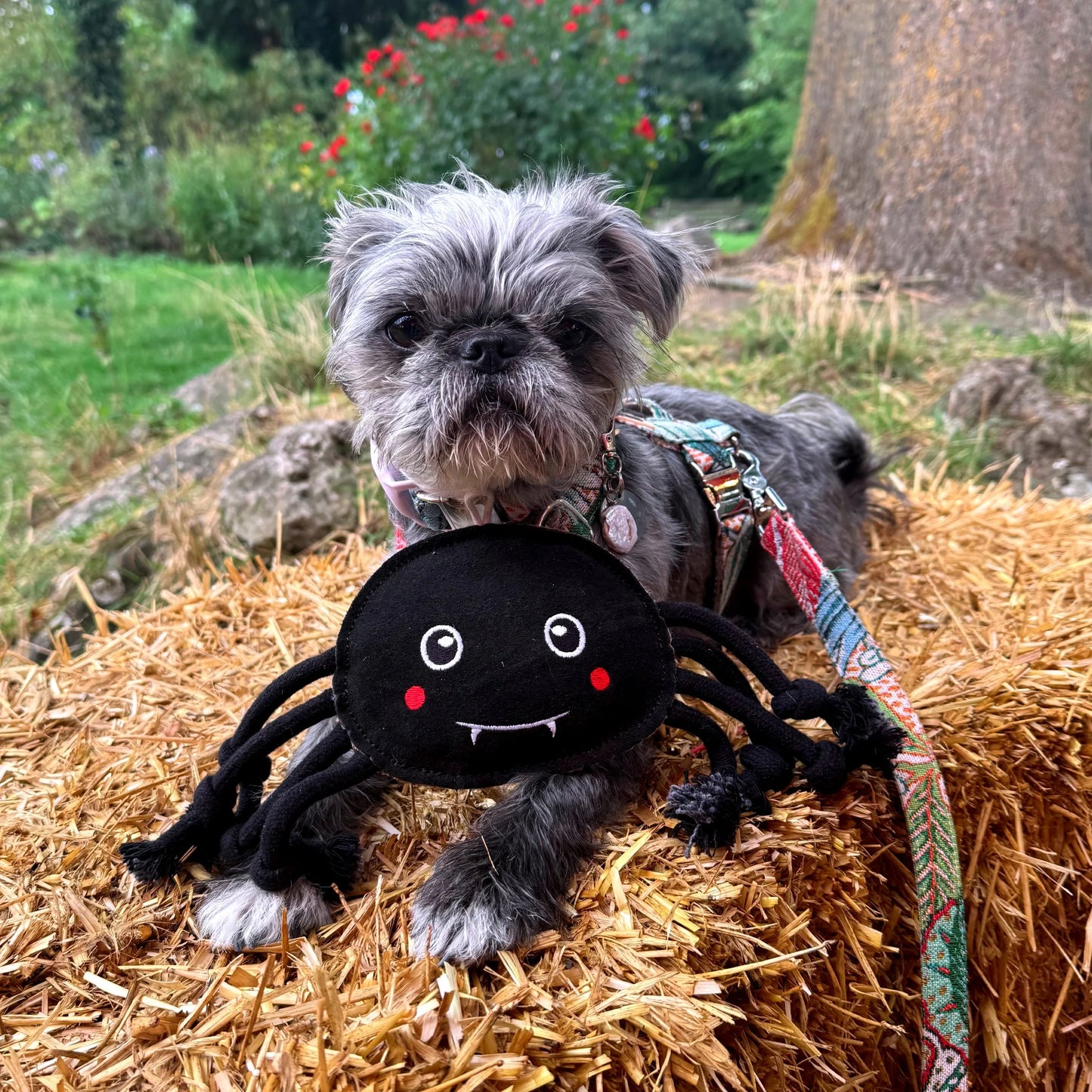 Green & Wilds Fangus Spider