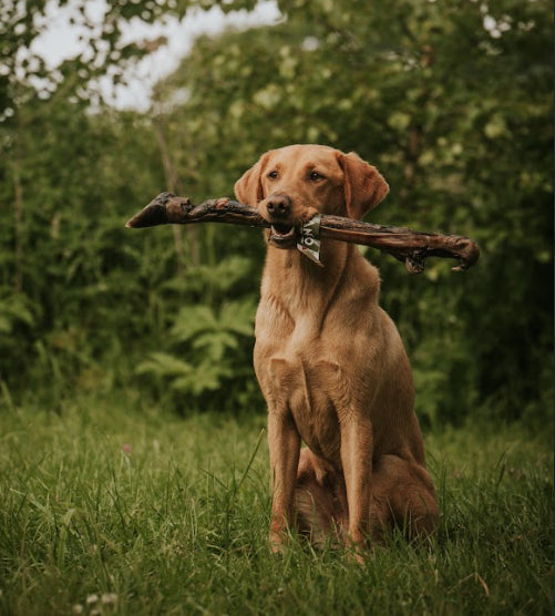 Anco Naturals Giant Deer Leg