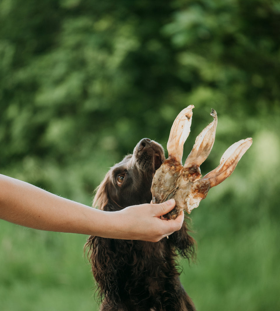 Natural Rabbit Ears