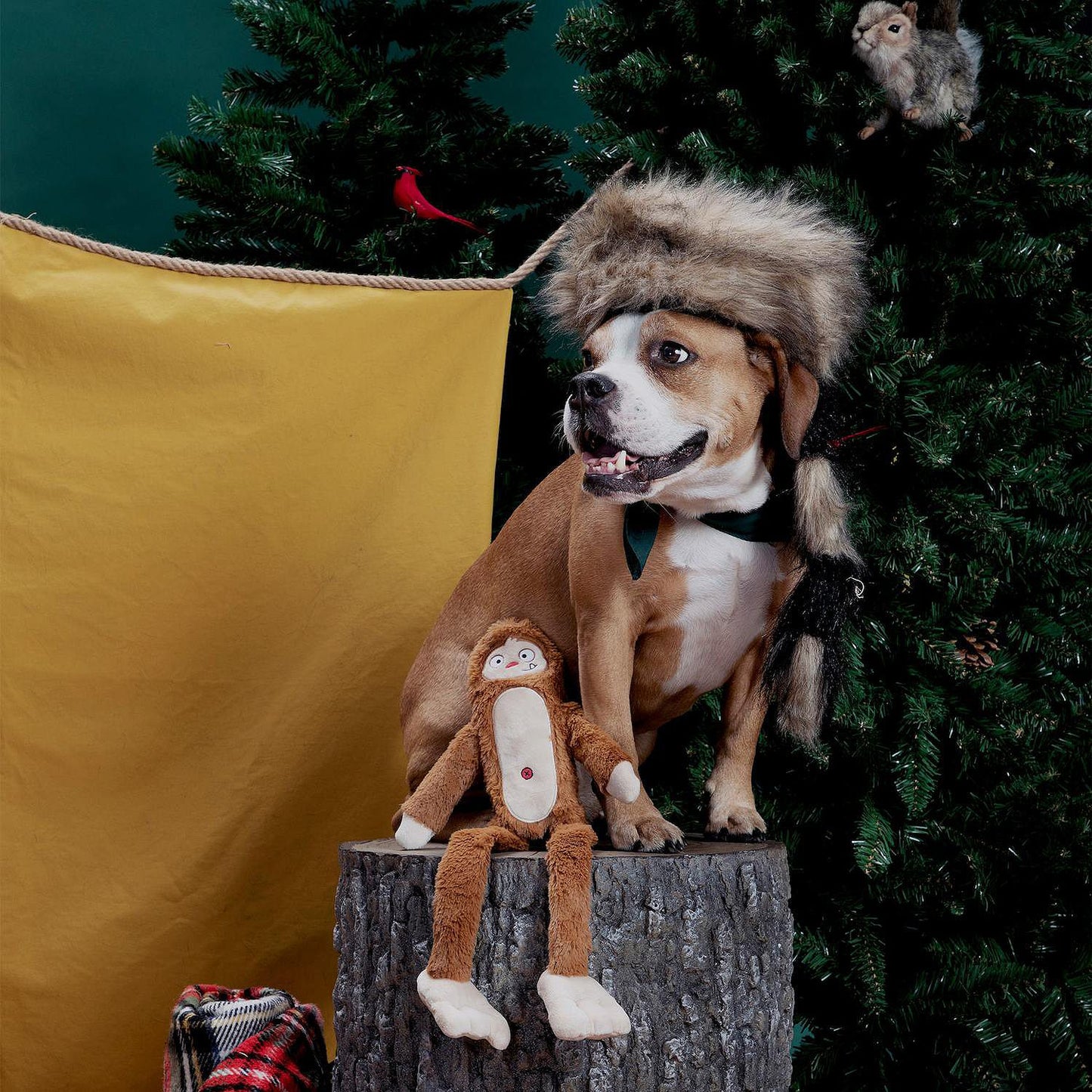 BARK Hairy Henderson