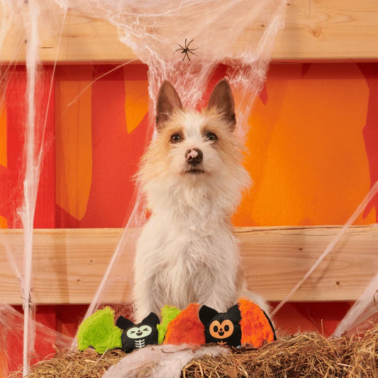 BARK Halloween Flutter & Fang