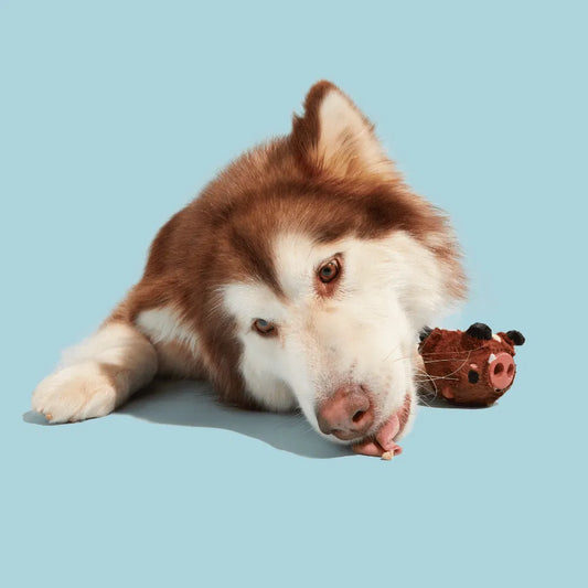 BARK Wild Boris