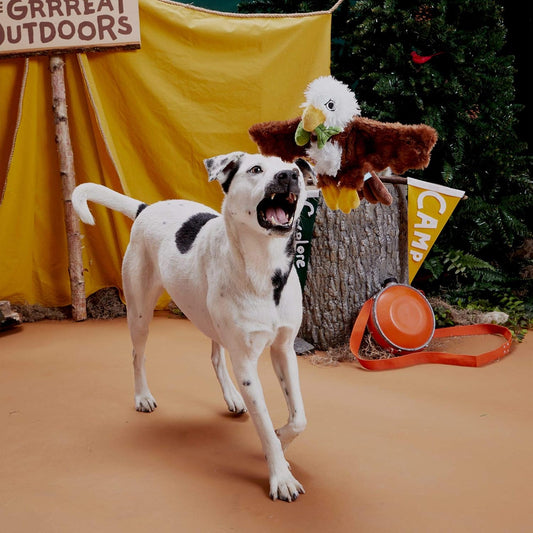 BARK Majestic Marty