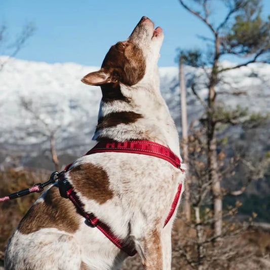 Hurtta Outdoors Y-Harness Cherry