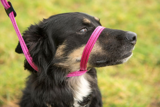 Mini All-In-One Dog Headcollar (Fits Small Dogs)