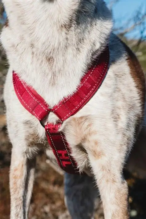 Hurtta Outdoors Y-Harness Cherry