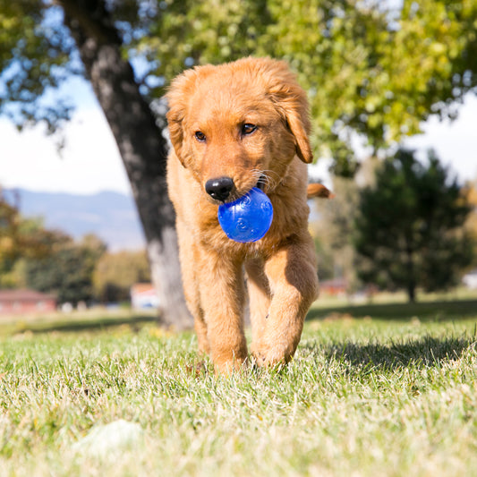 KONG Squeezz Ball