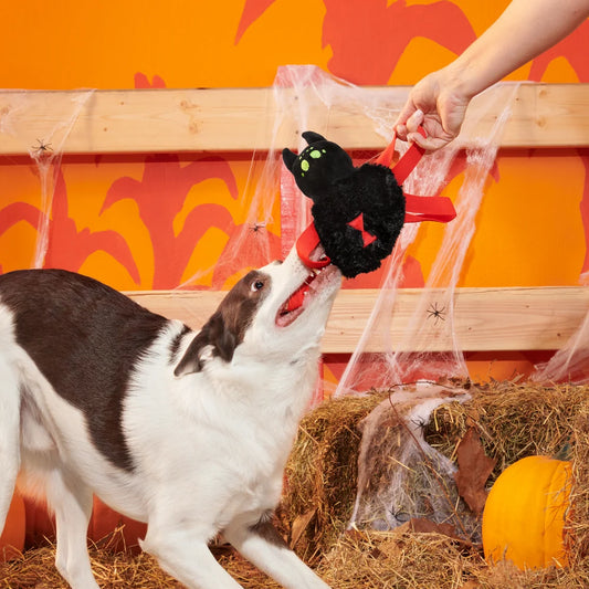 BARK Halloween Blake Widow
