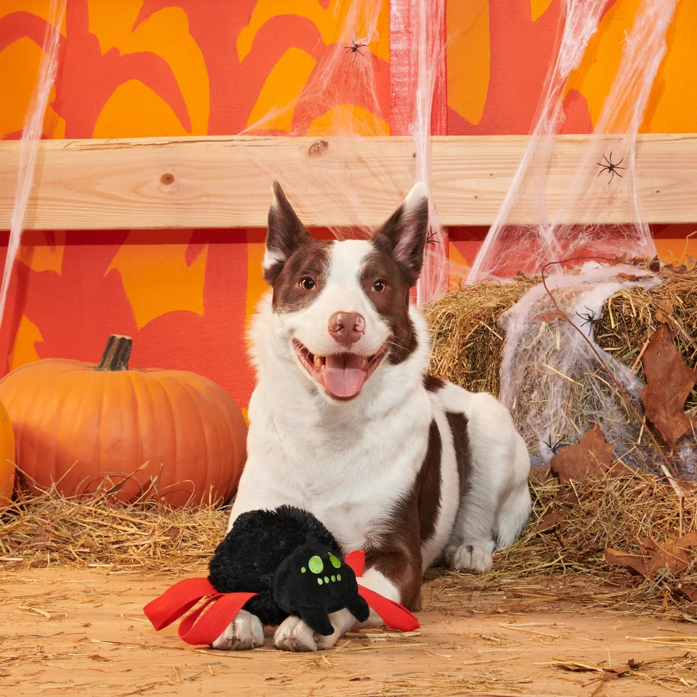 BARK Halloween Blake Widow