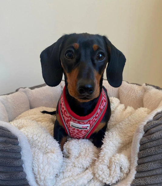 Doodlebone Airmesh XS