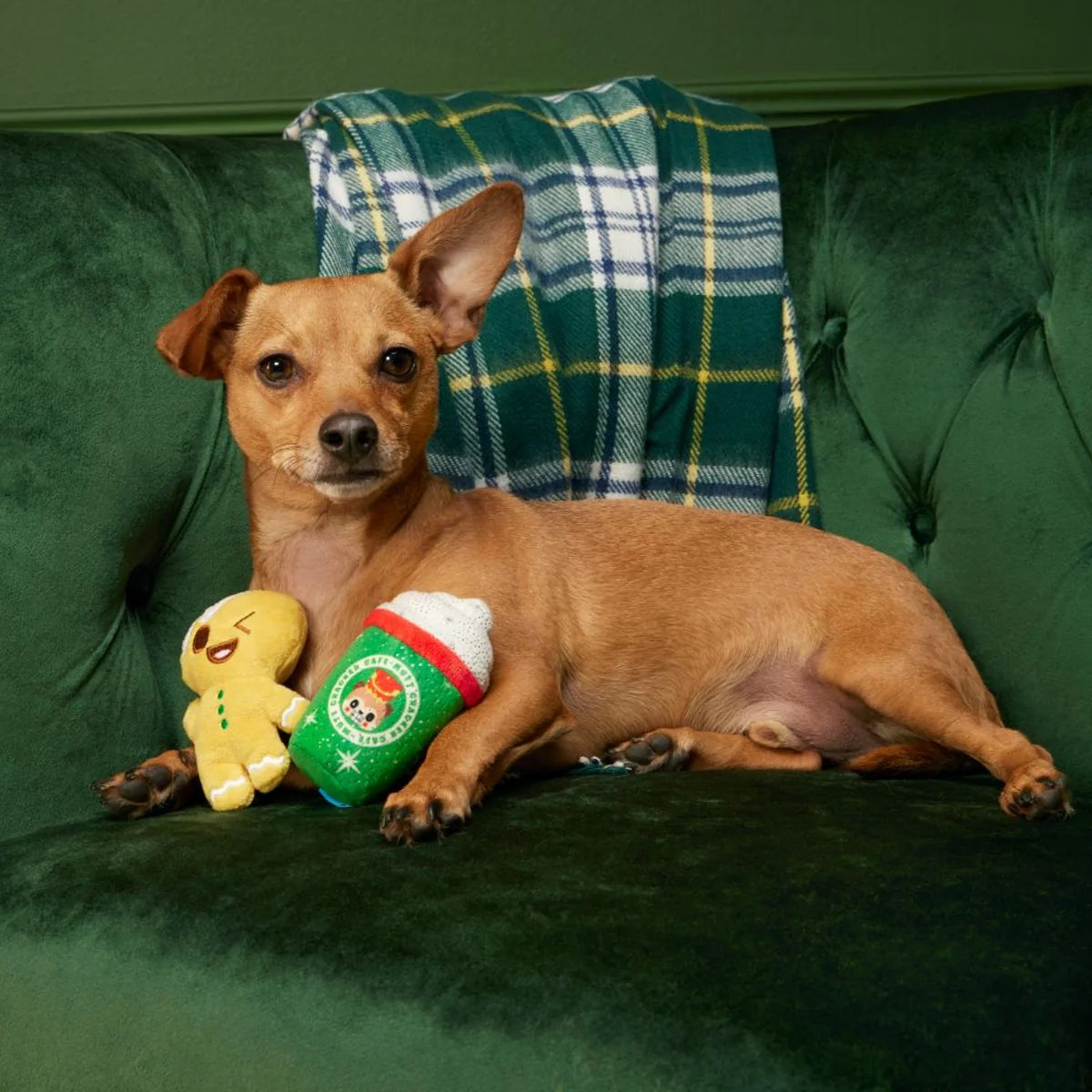 Bark Xmas Ginger Boy Brew